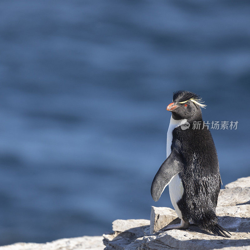 福克兰群岛海狮岛上的南跳岩企鹅，Eudyptes chrysocome